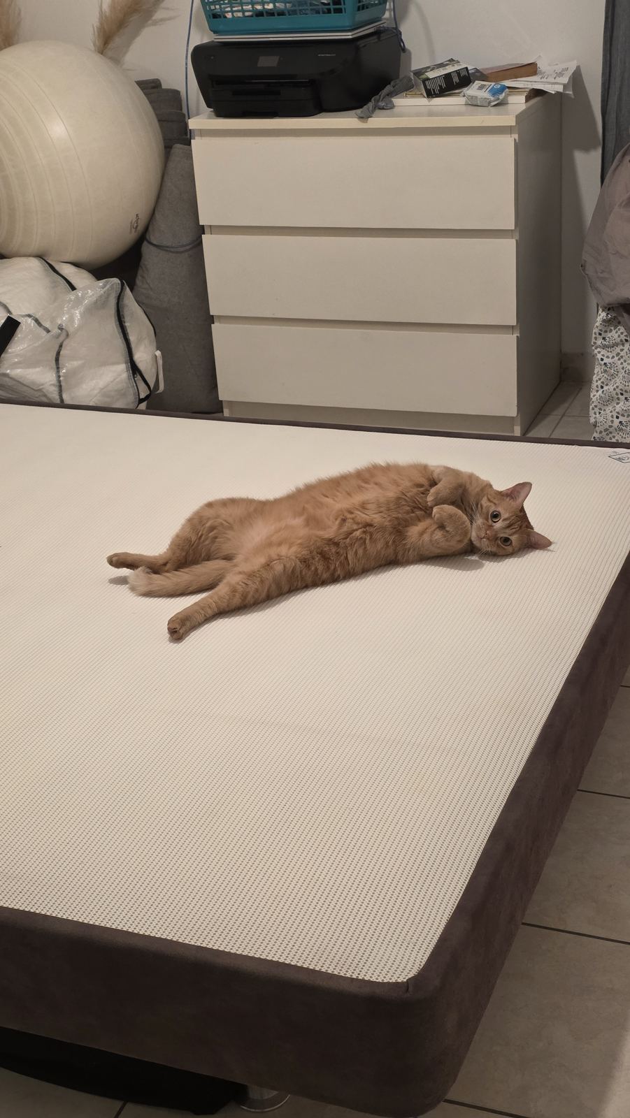 Un chat qui fait la sieste