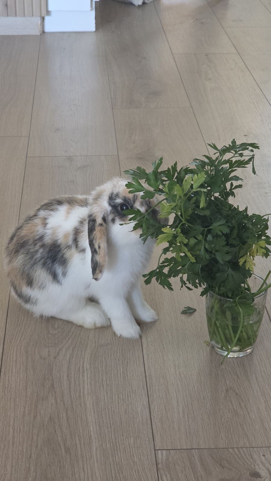 Foly la lapine qui grignote du persil
