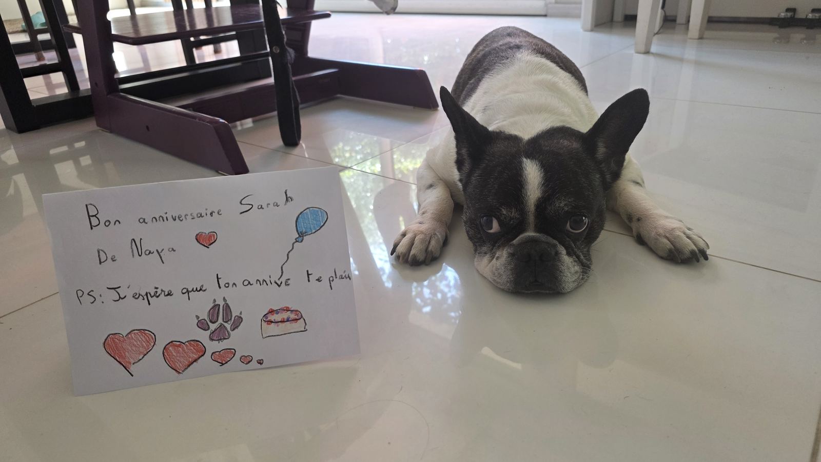Naya, bouledogue français de 10 ans